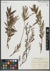 Foto von Salix repens L. x Salix viminalis L.